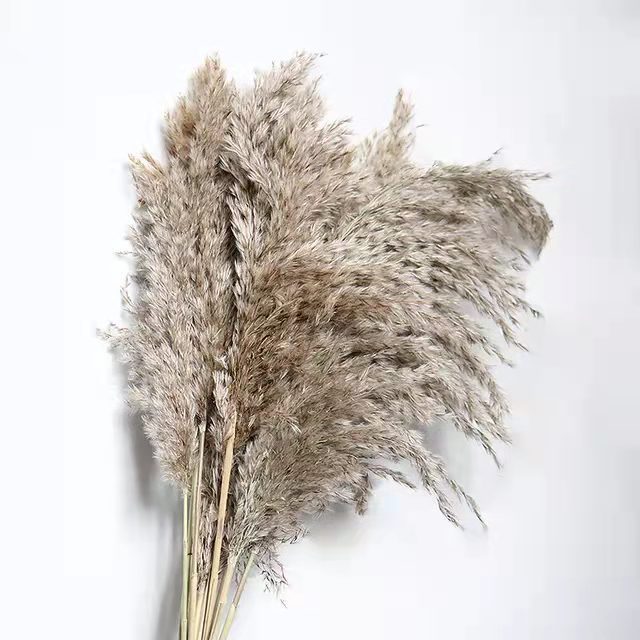 Autumn Natural Plant Dried Papas Grass Living Room Party Decoration Small Reed Bouquet